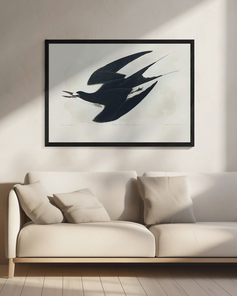 Sooty Tern From Birds of America (1827) | Canvas