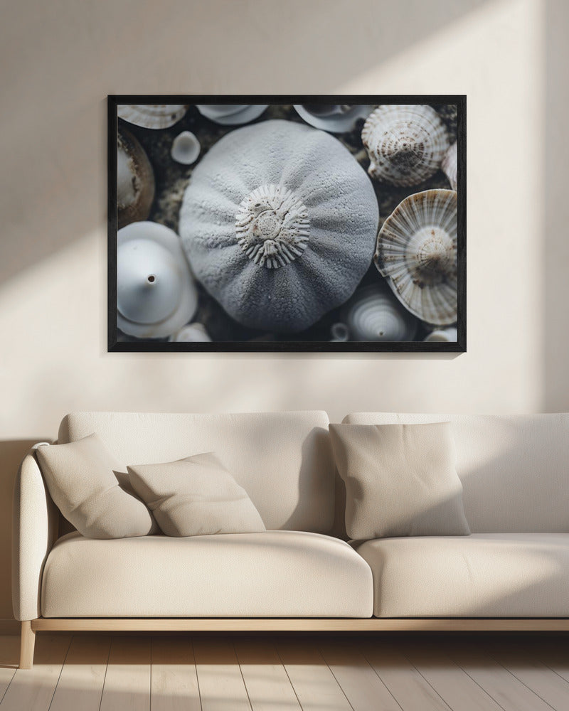Seashell Symphony | Canvas