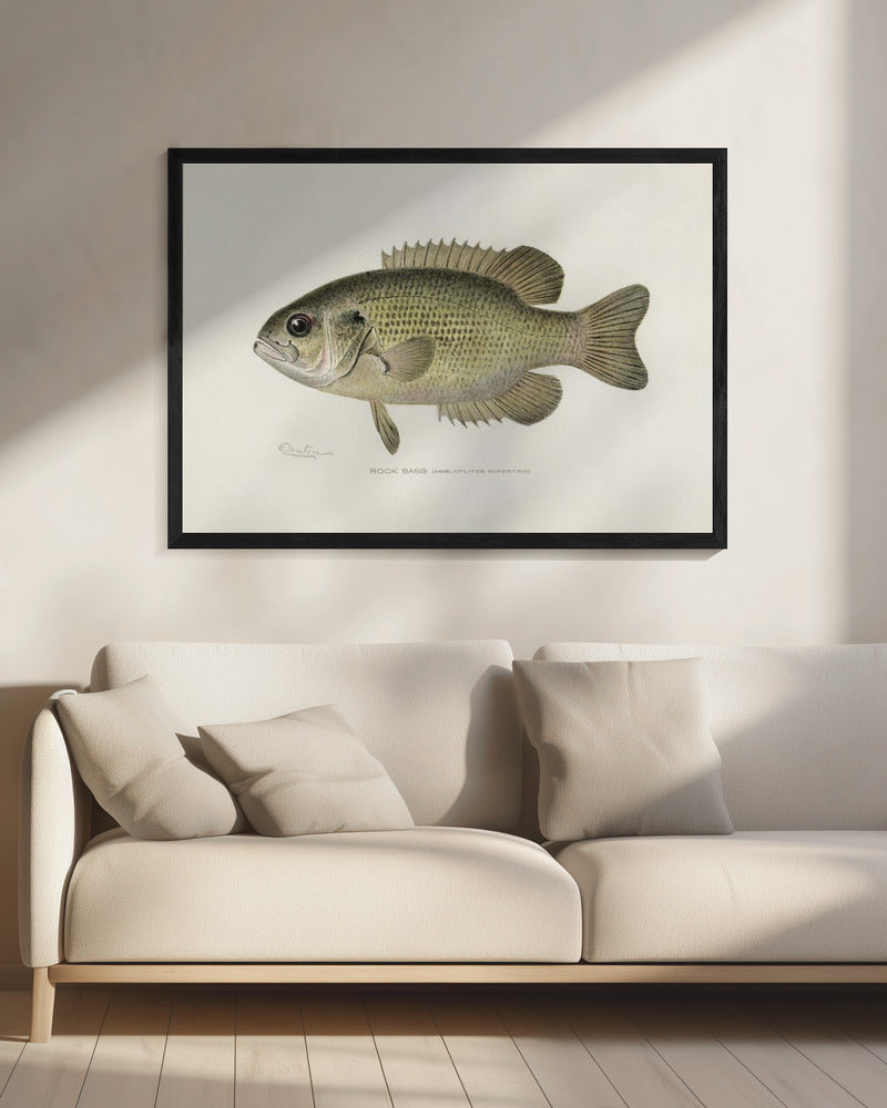 Rock Bass (ambloplites Rupestris) By Sherman F. Denton (1856 1937) | Canvas