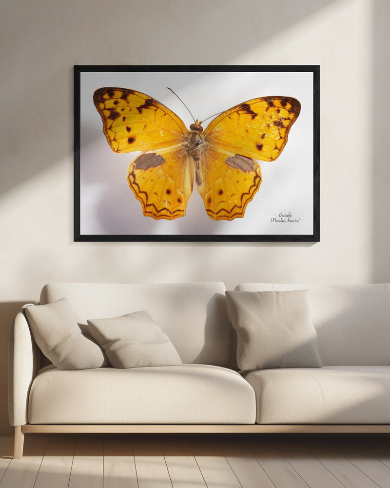 Butterfly - 10 | Canvas