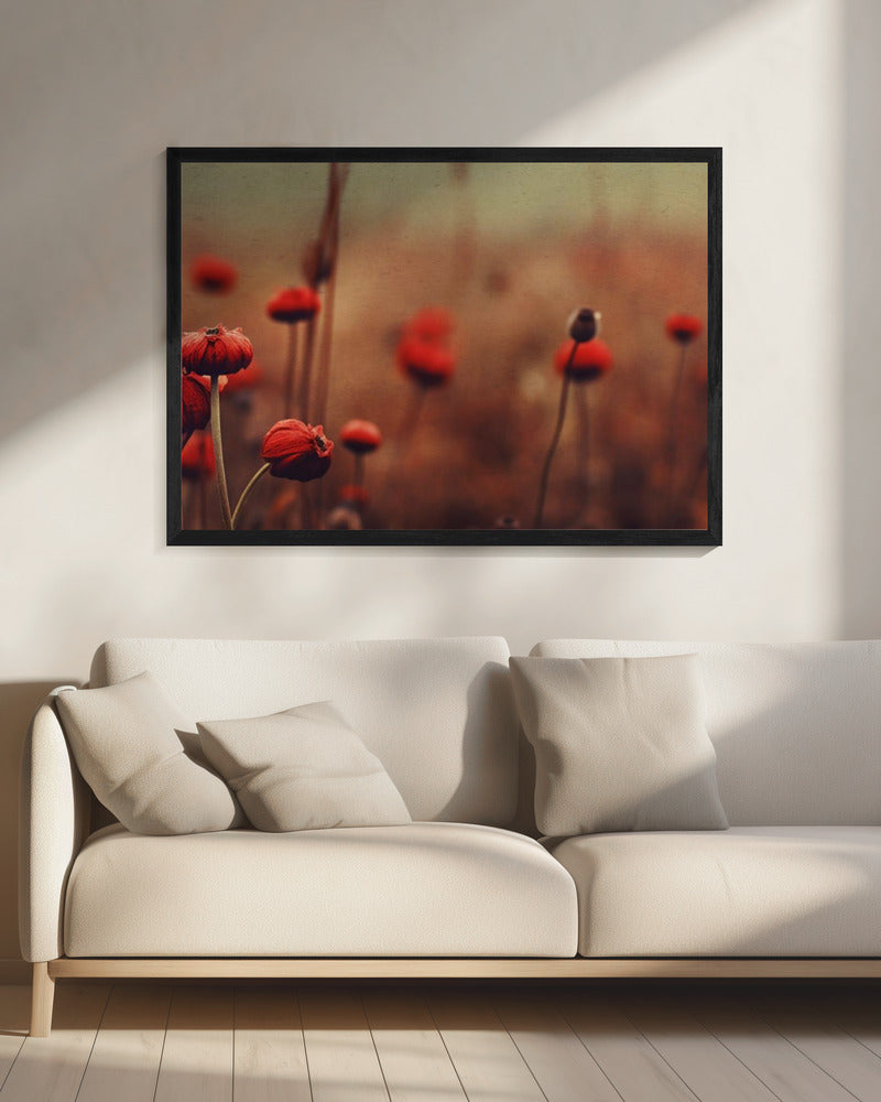 Poppy Dreams | Canvas
