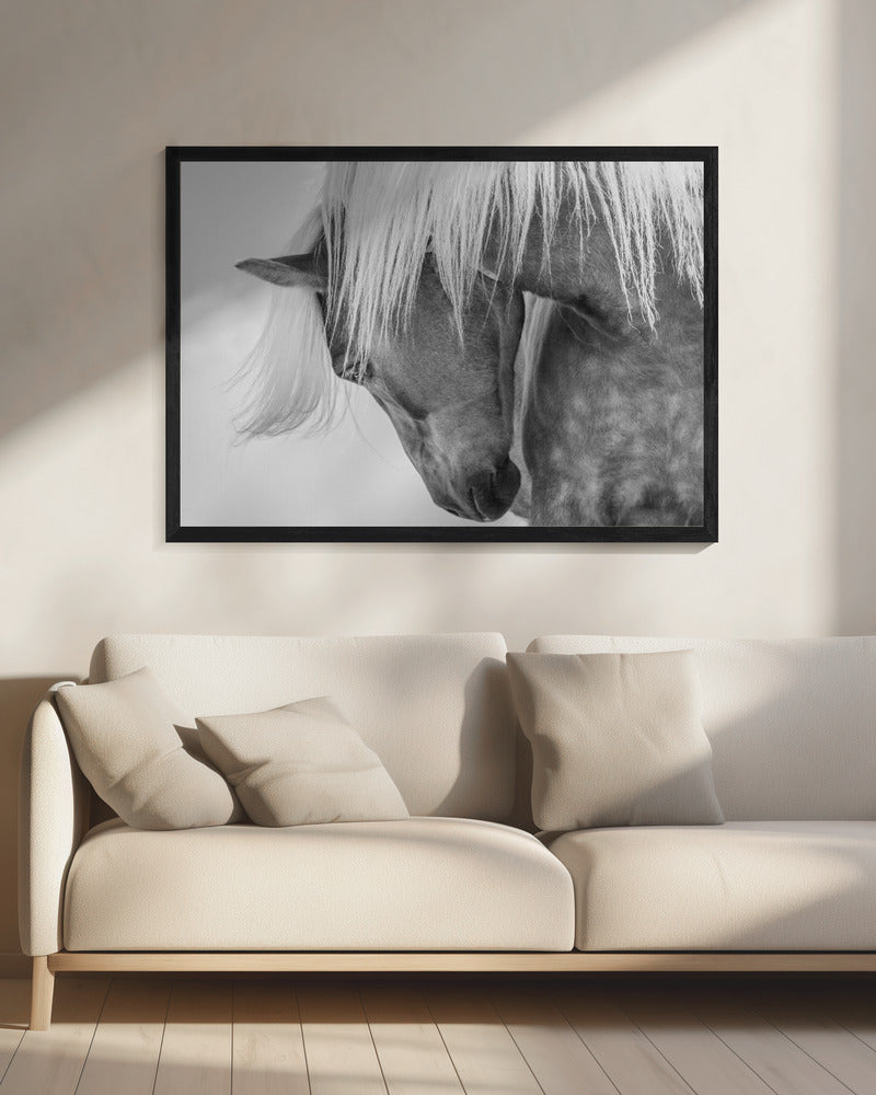 Haflinger Portrait II | Canvas