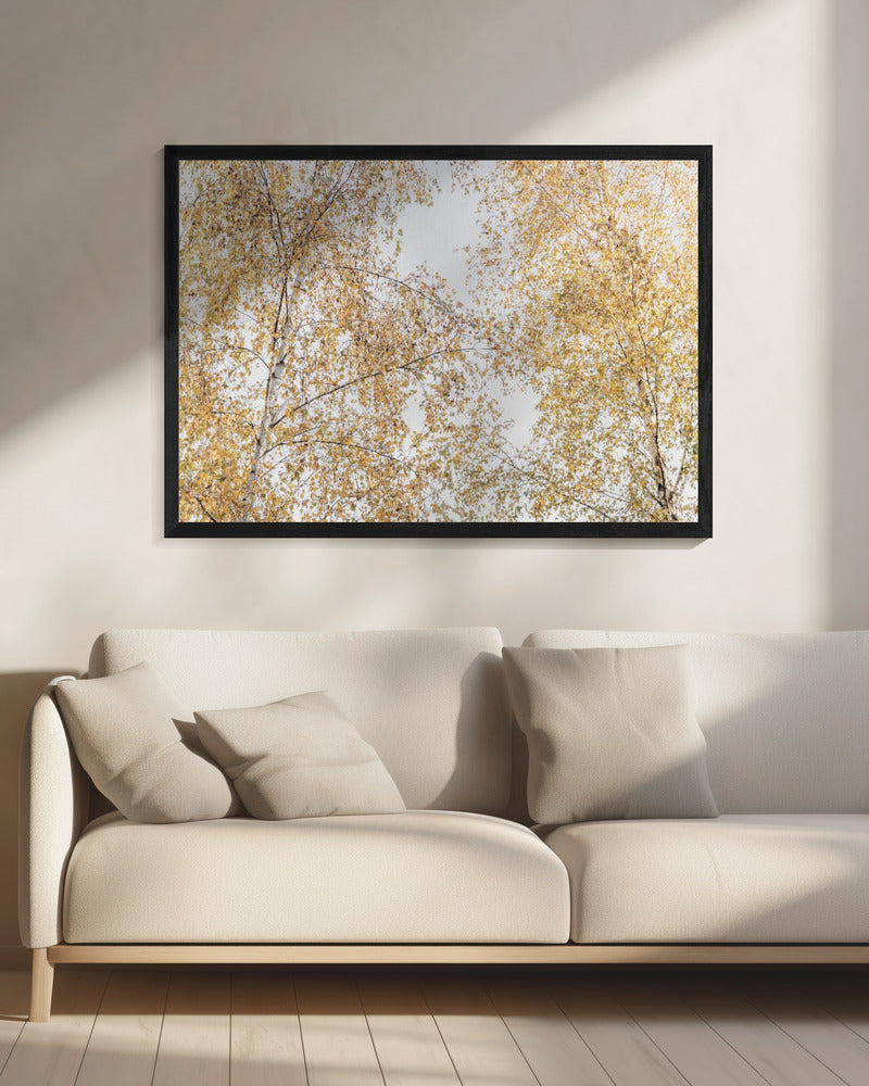 Birch Trees | Canvas