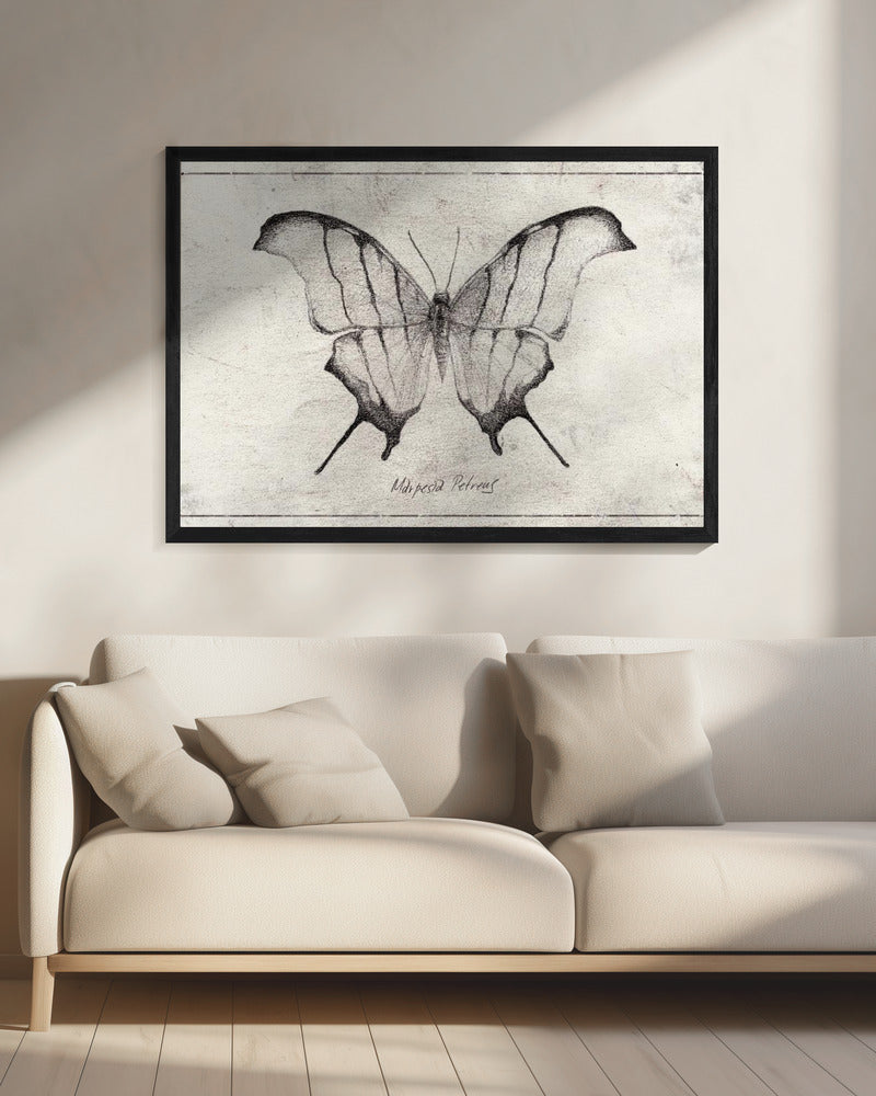 Marpesia Petreus | Canvas