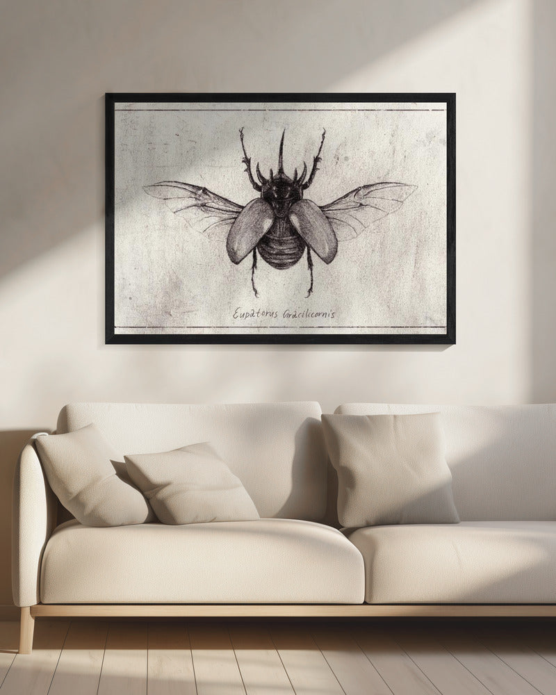 Pencil Drawing Of A Eupatorus Gracilicornis Beetle | Canvas
