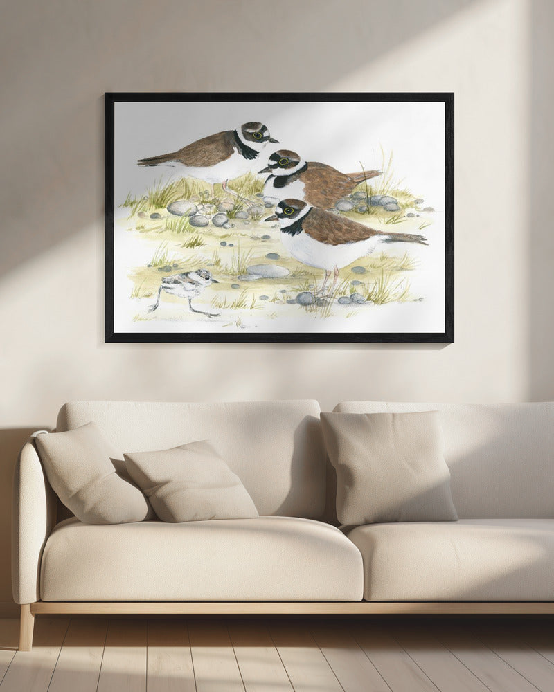 Plovers | Canvas