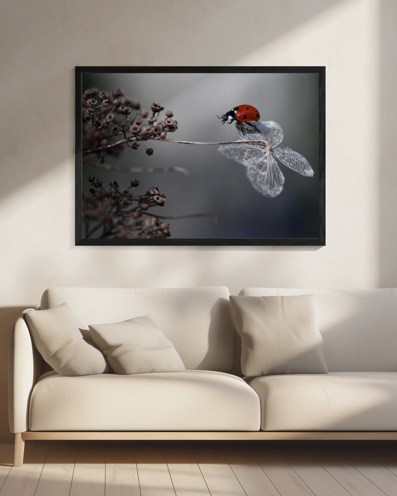 Ladybird on hydrangea. | Canvas