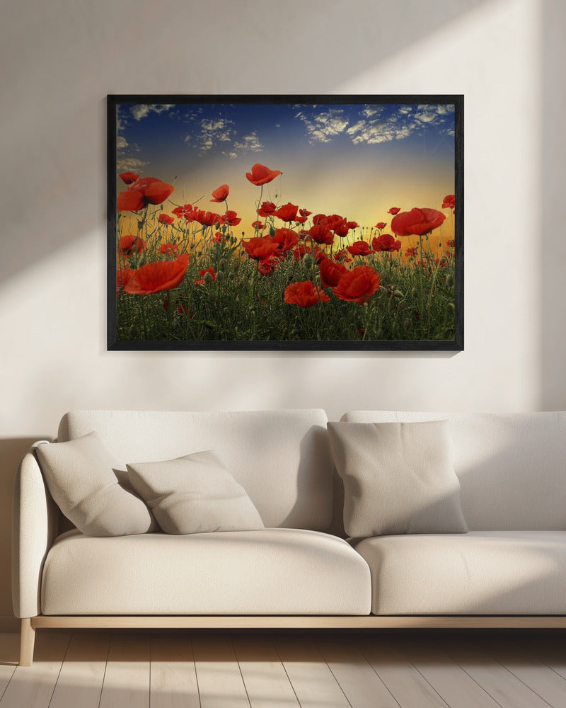 Poppies | Canvas