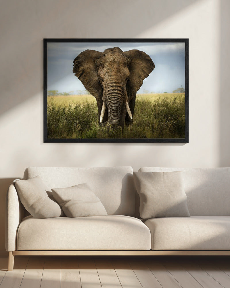 Encounters in Serengeti | Canvas