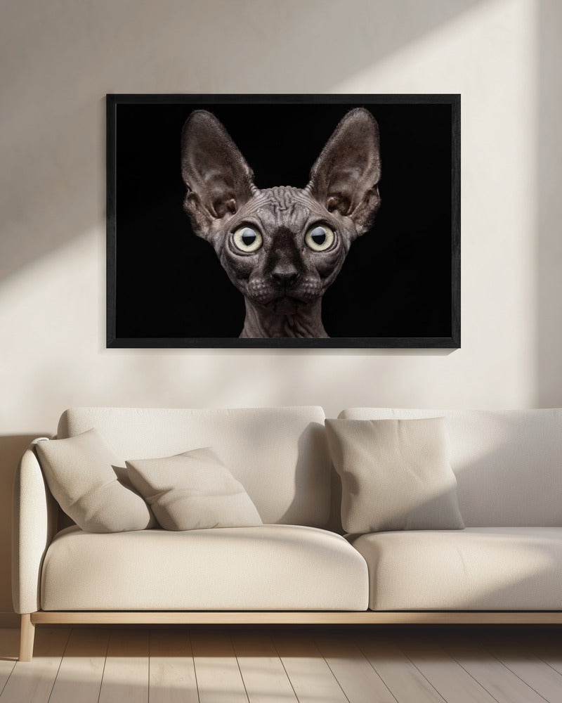 Sphynx Cat | Canvas
