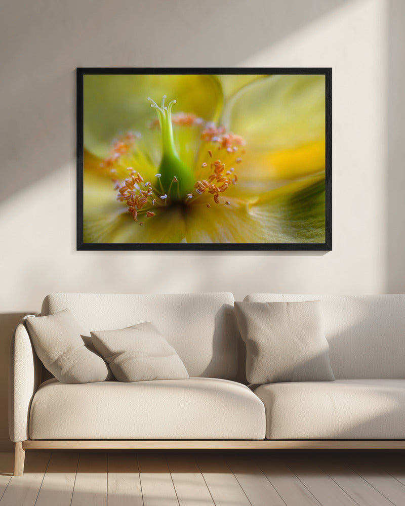 Hypericum | Canvas