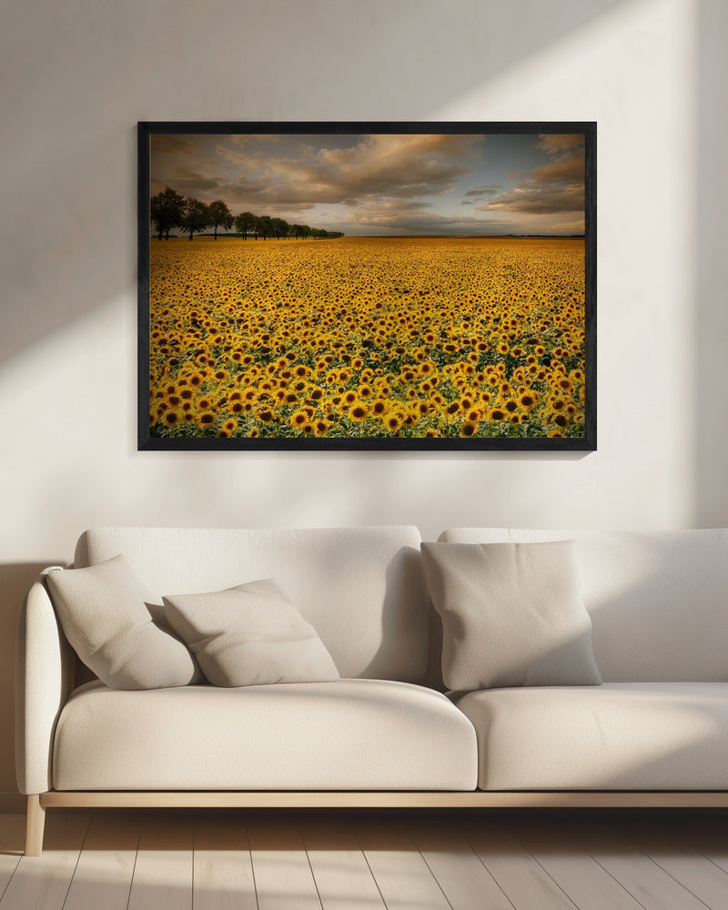 Sunflowers | Canvas