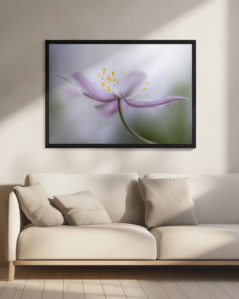 Nemorosa*** | Canvas