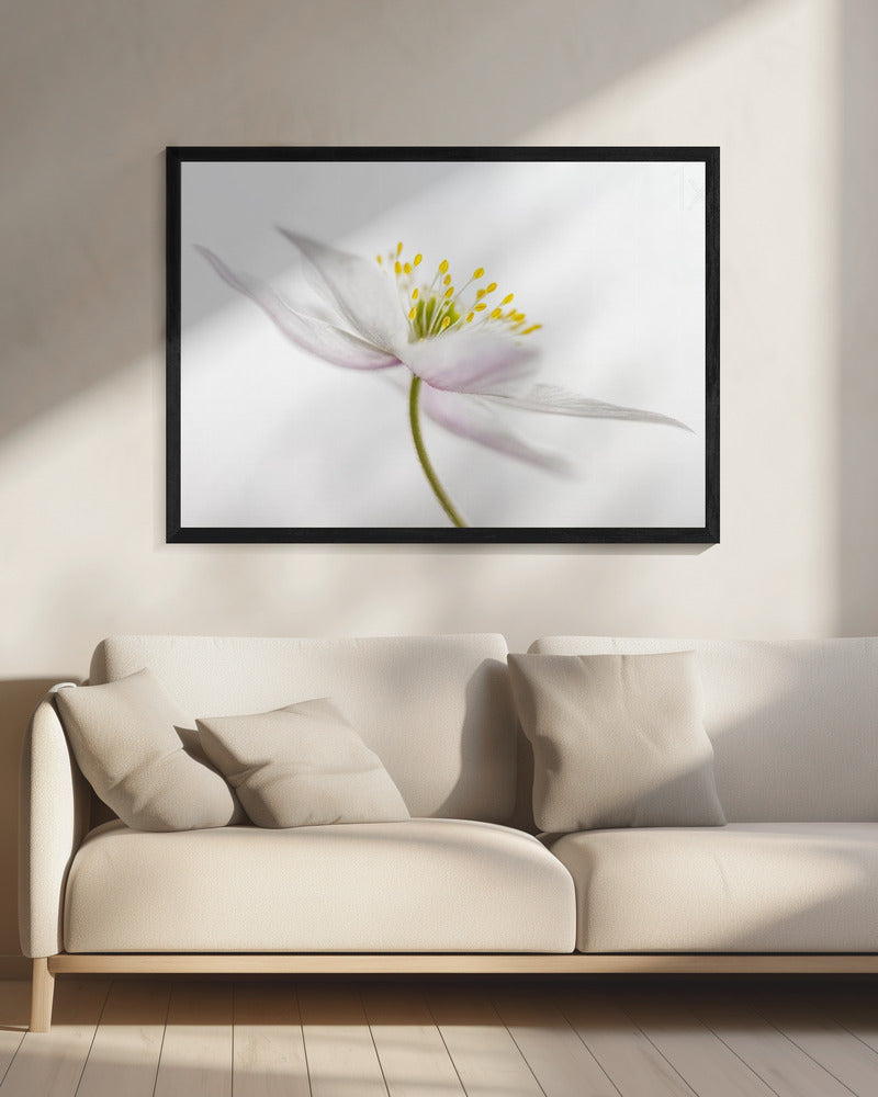 Nemorosa** | Canvas