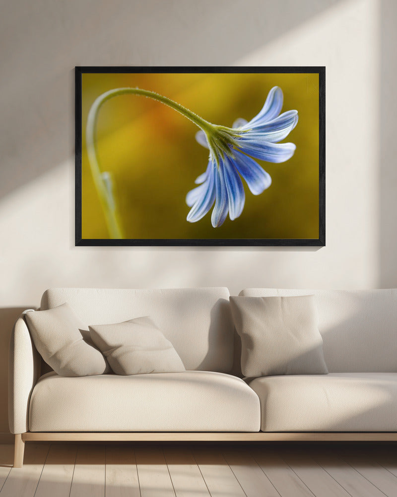 Cape Daisy | Canvas