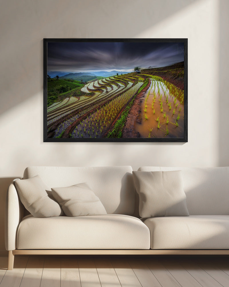 Unseen Rice Field | Canvas