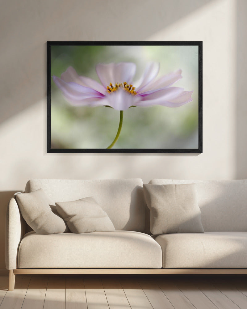 Cosmos Cloud | Canvas