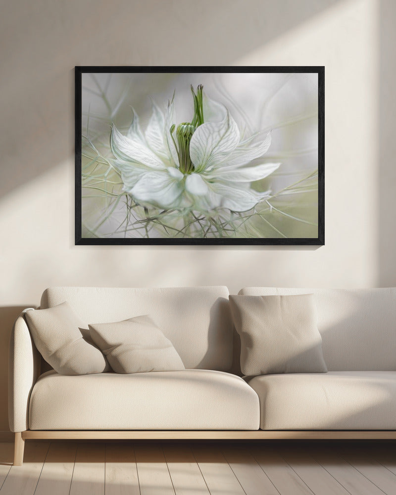 Nigella | Canvas