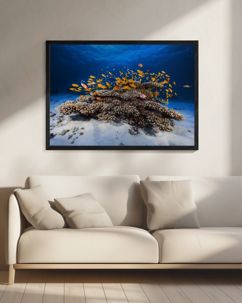 Marine Life | Canvas