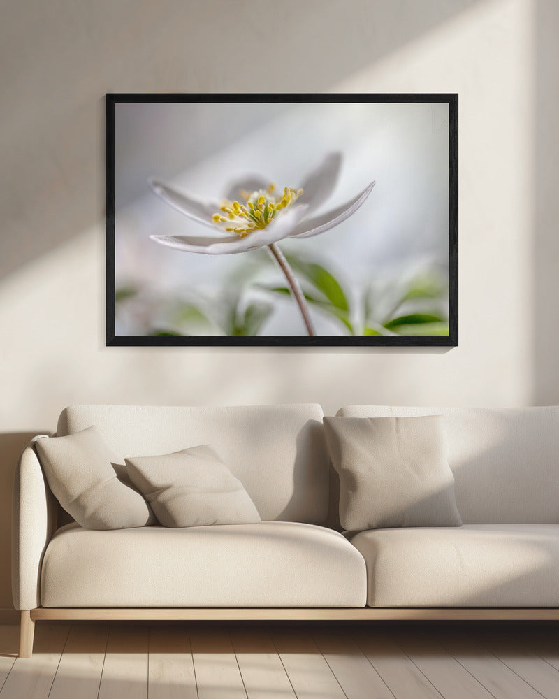 Wood Anemone | Canvas