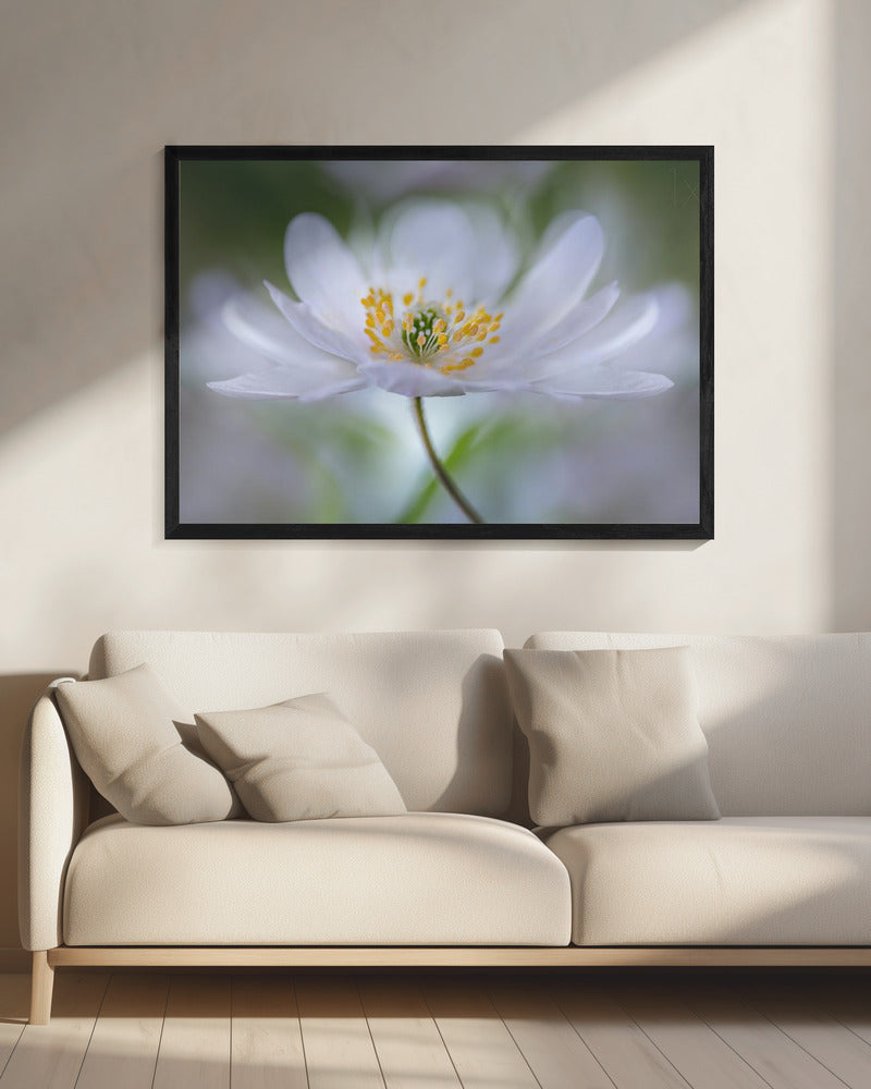 Nemorosa Nirvana | Canvas