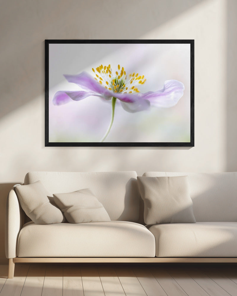 Wood Anemone | Canvas