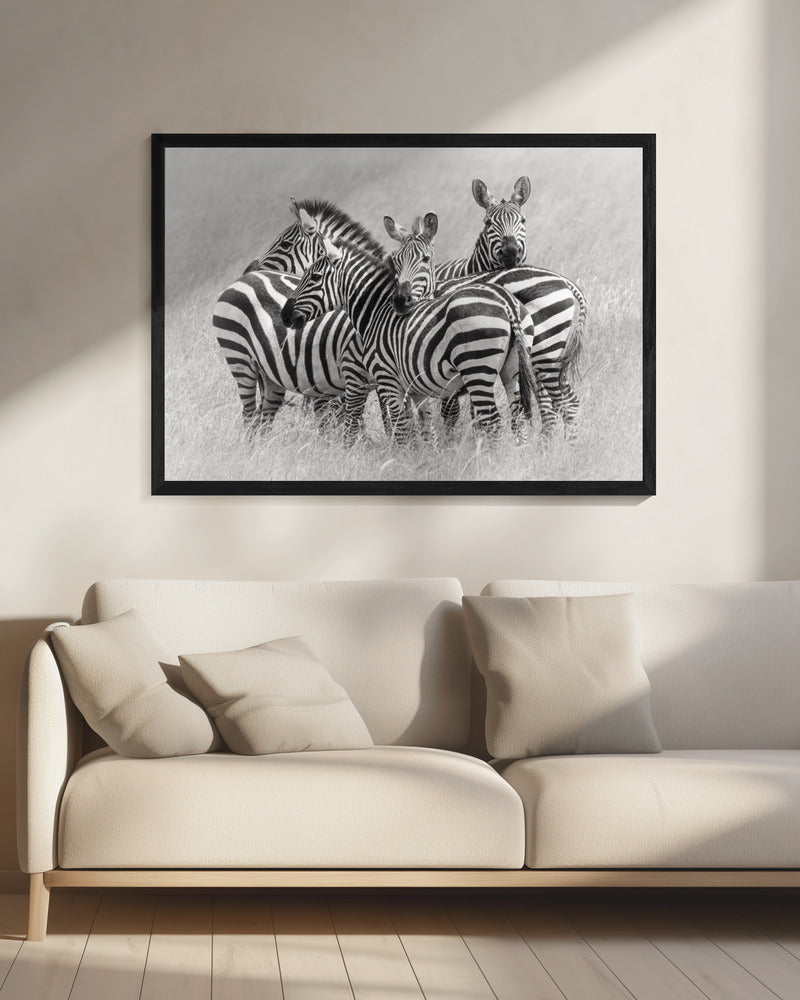Zebras | Canvas