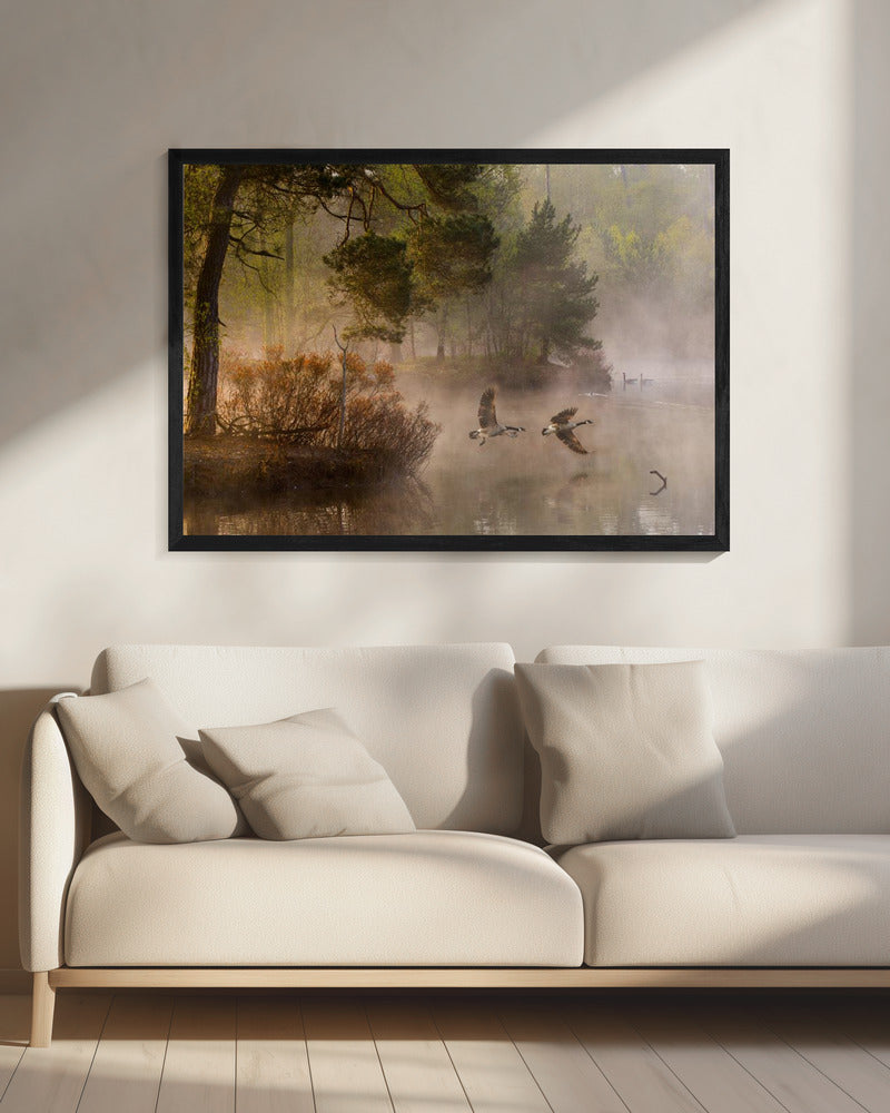 Goose fight | Canvas