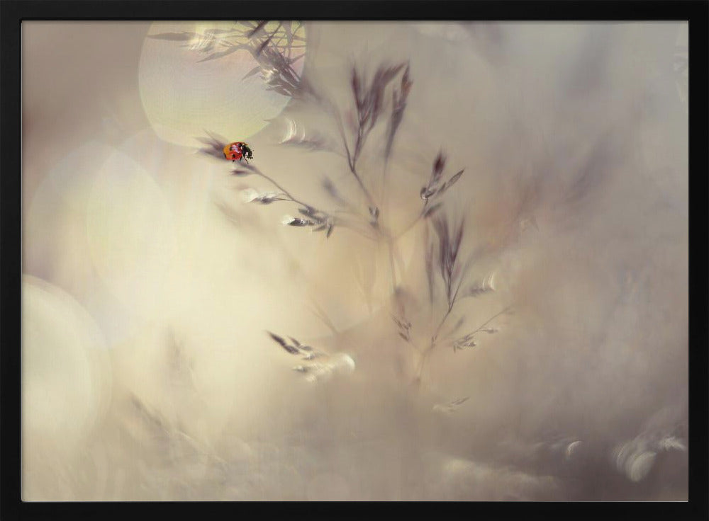 Little lady | Poster