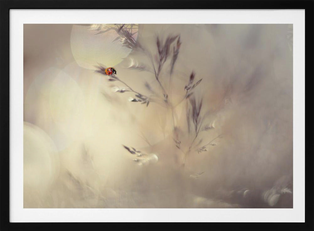 Little lady | Poster