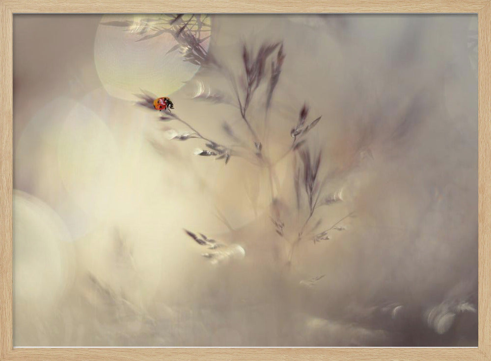 Little lady | Poster