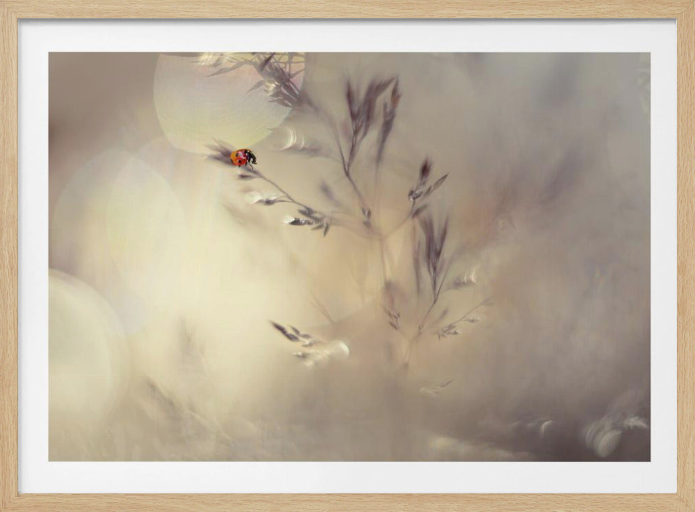 Little lady | Poster