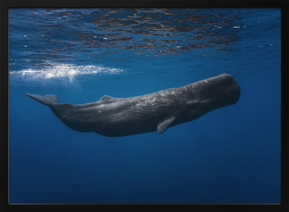Sperm whale | Poster