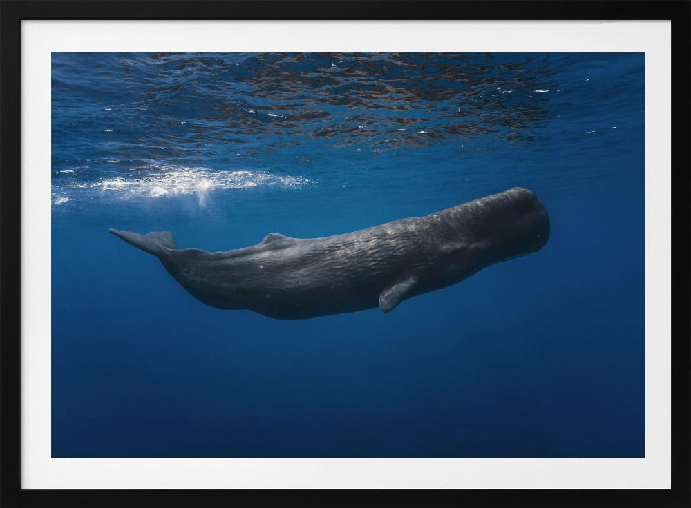 Sperm whale | Poster