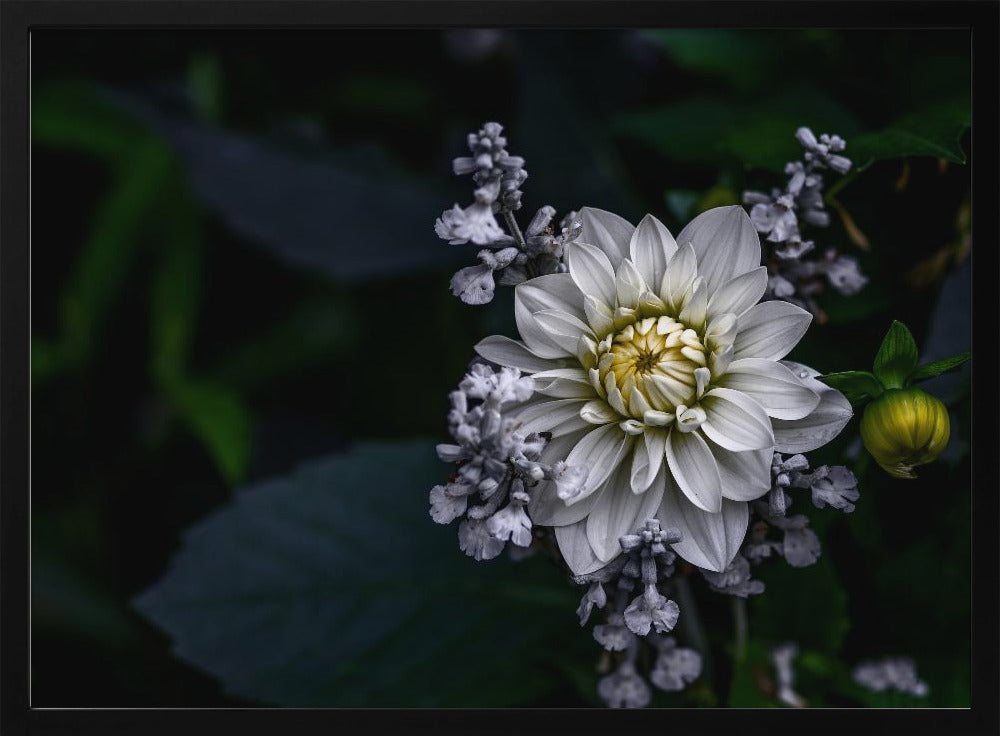 Dahlia flower | Poster