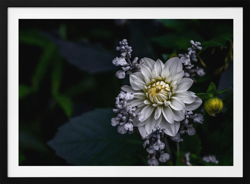 Dahlia flower | Poster