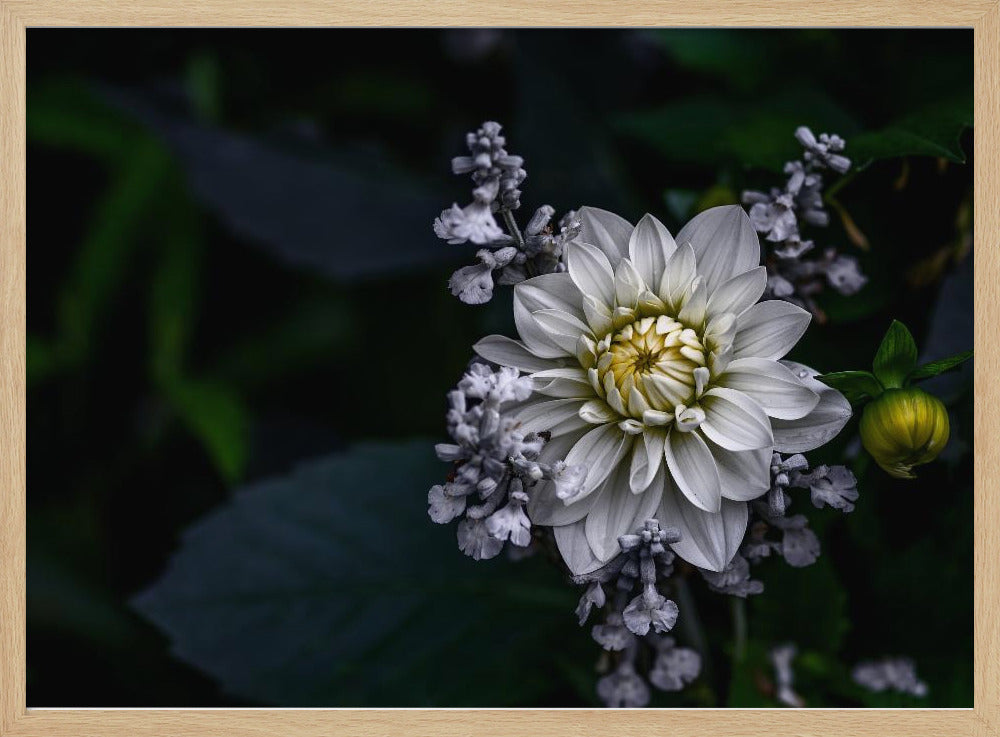 Dahlia flower | Poster