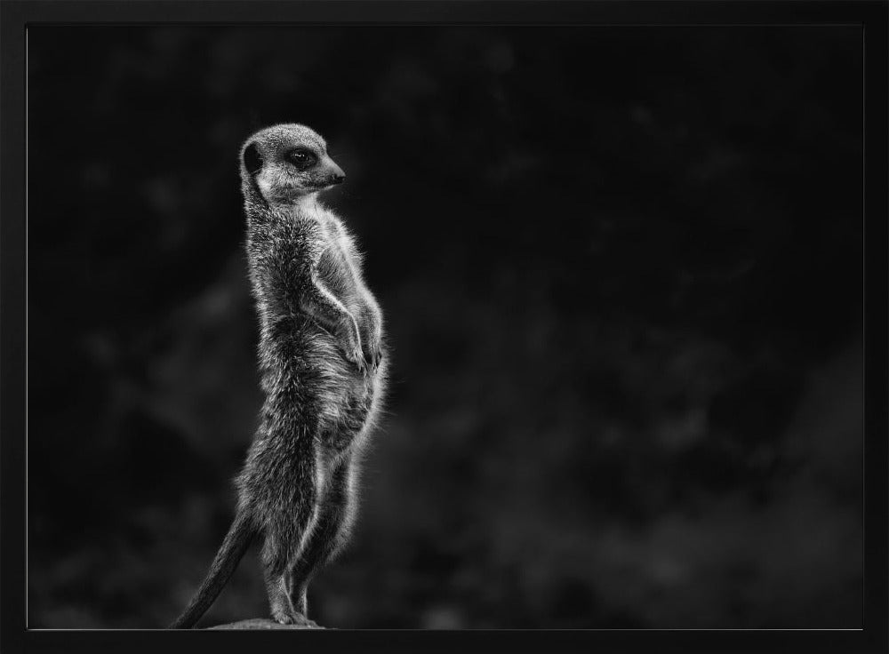 The meerkat | Poster