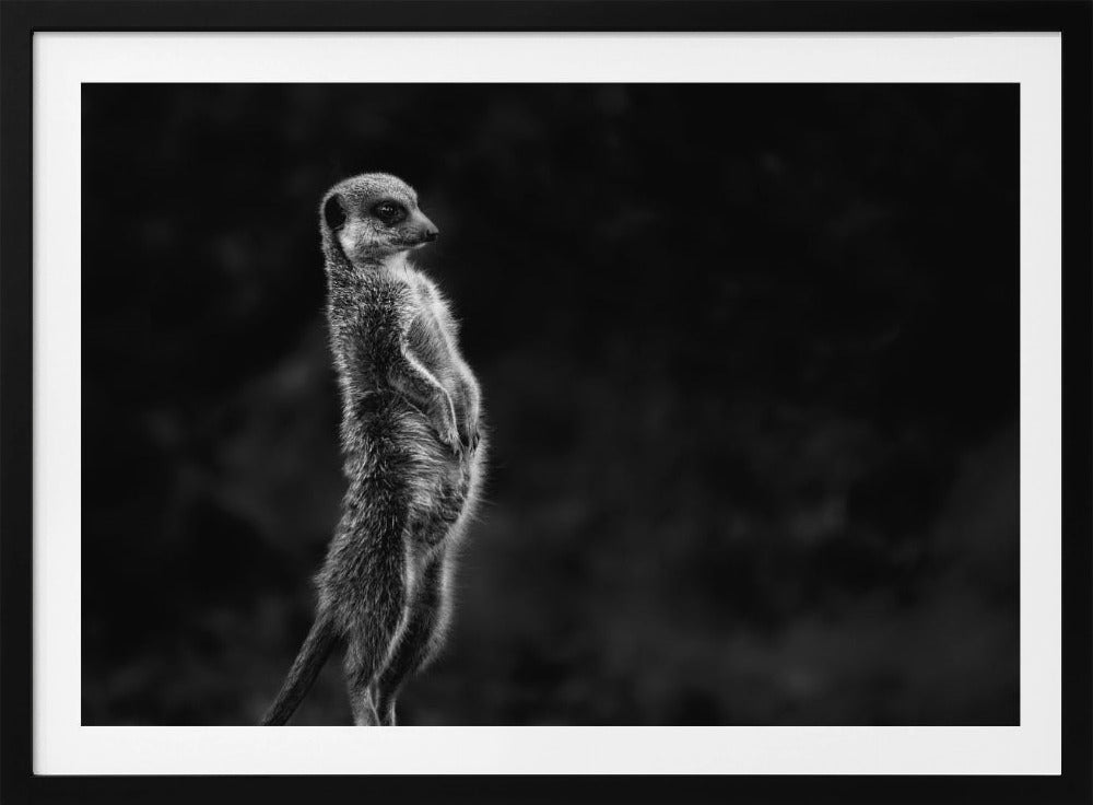 The meerkat | Poster