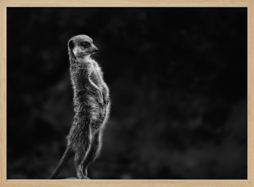 The meerkat | Poster