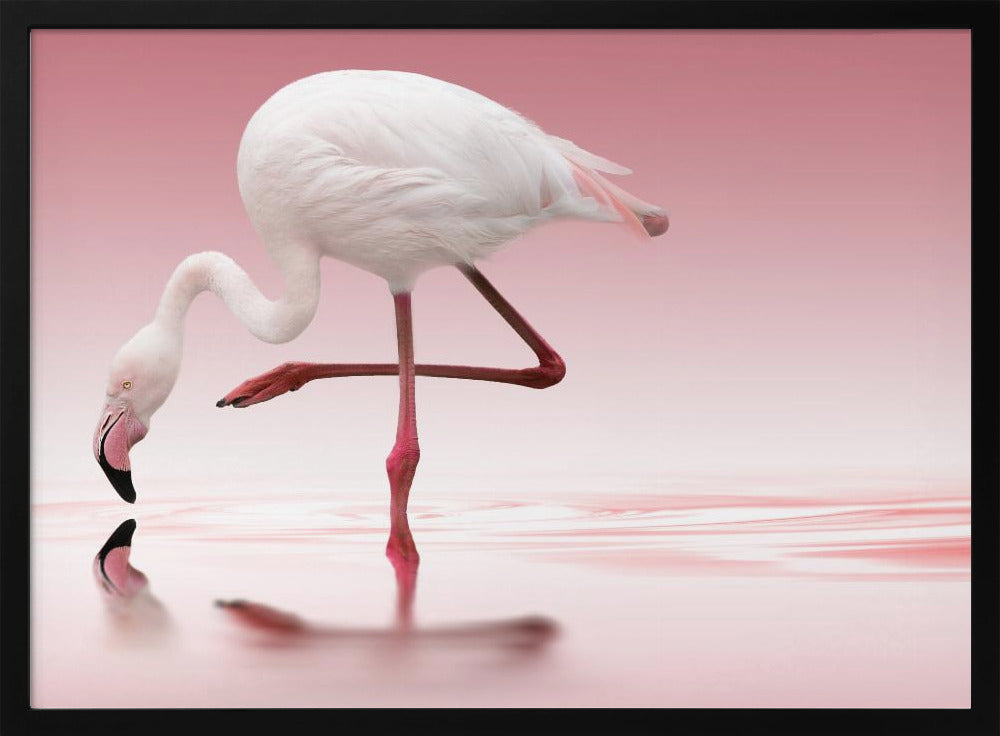 Flamingo | Poster