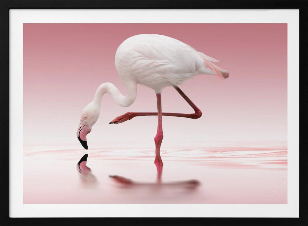Flamingo | Poster