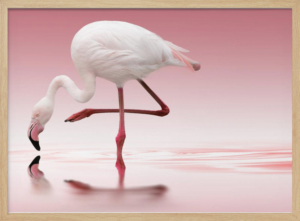 Flamingo | Poster