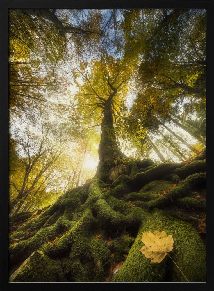 The goodbye of a leaf | Poster