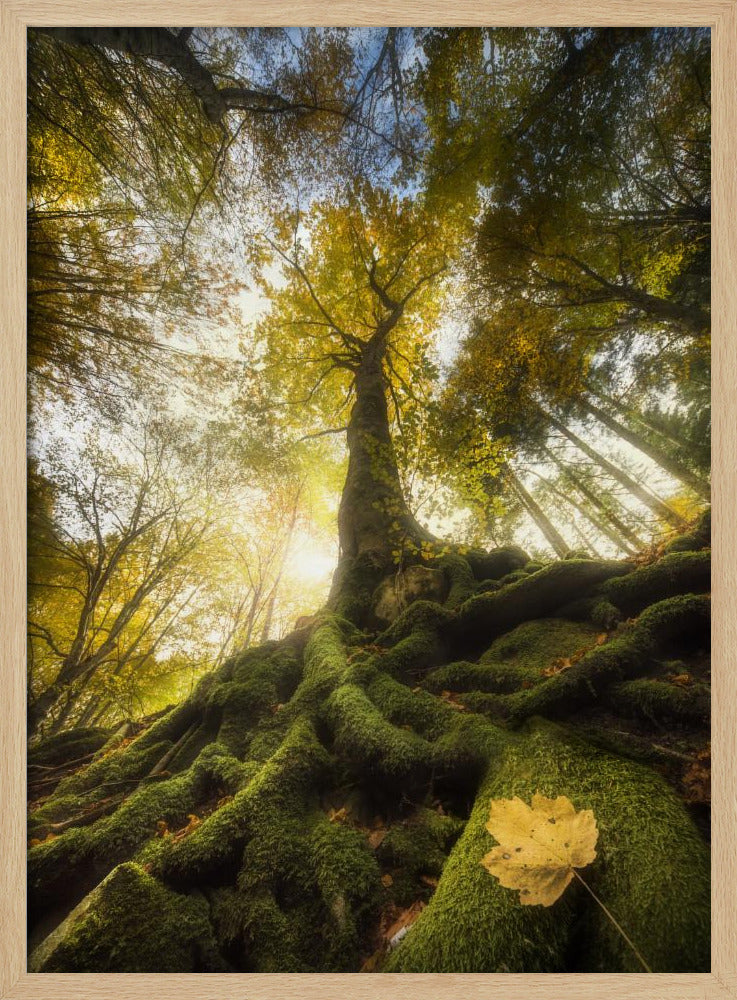 The goodbye of a leaf | Poster