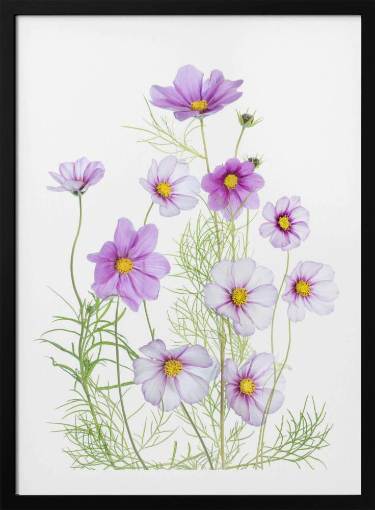 Cosmos Comfort | Poster