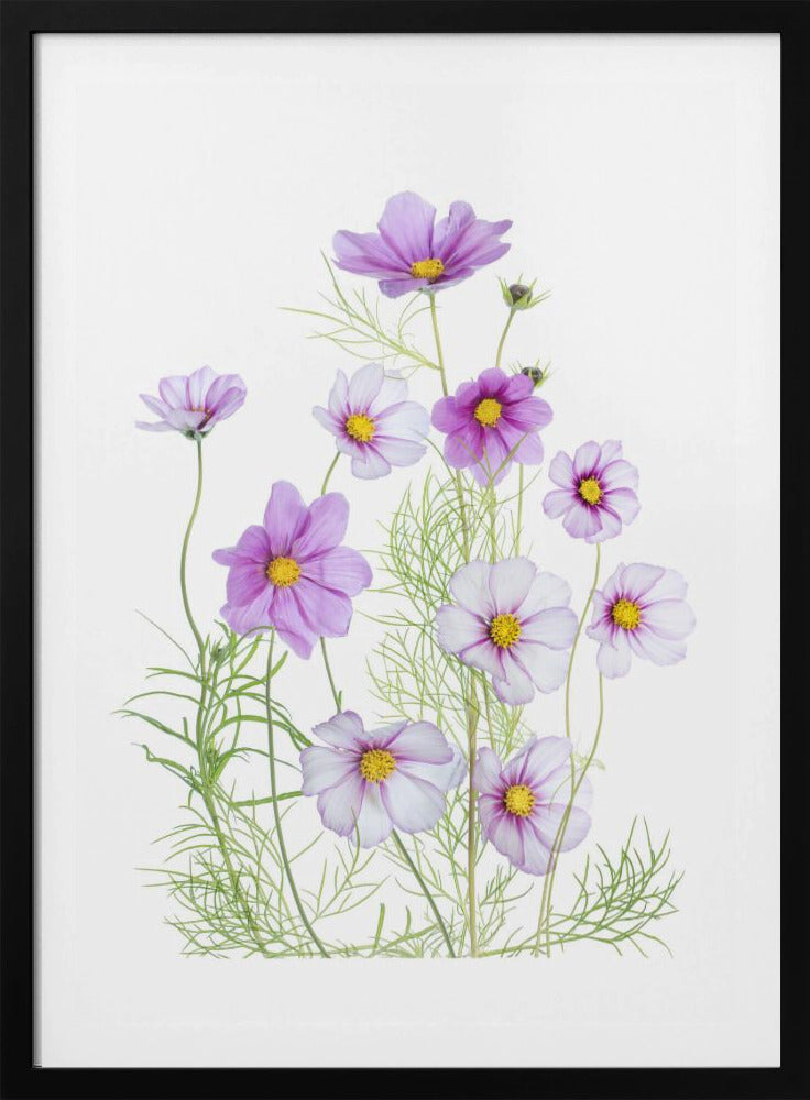 Cosmos Comfort | Poster