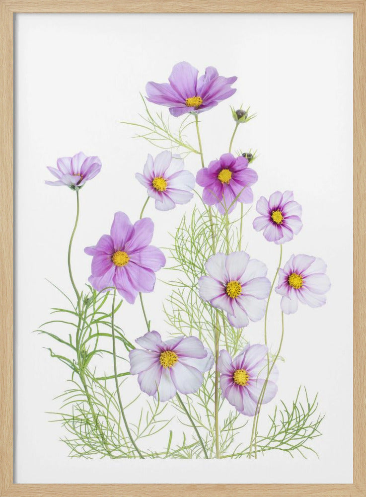 Cosmos Comfort | Poster