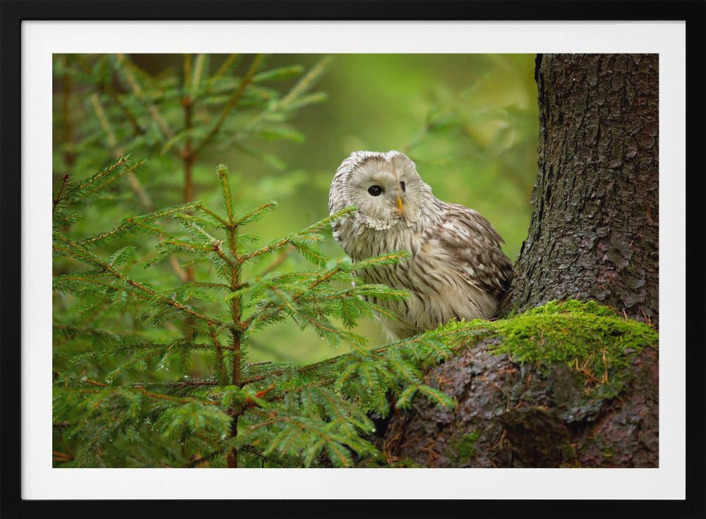 Ural Owl | Poster