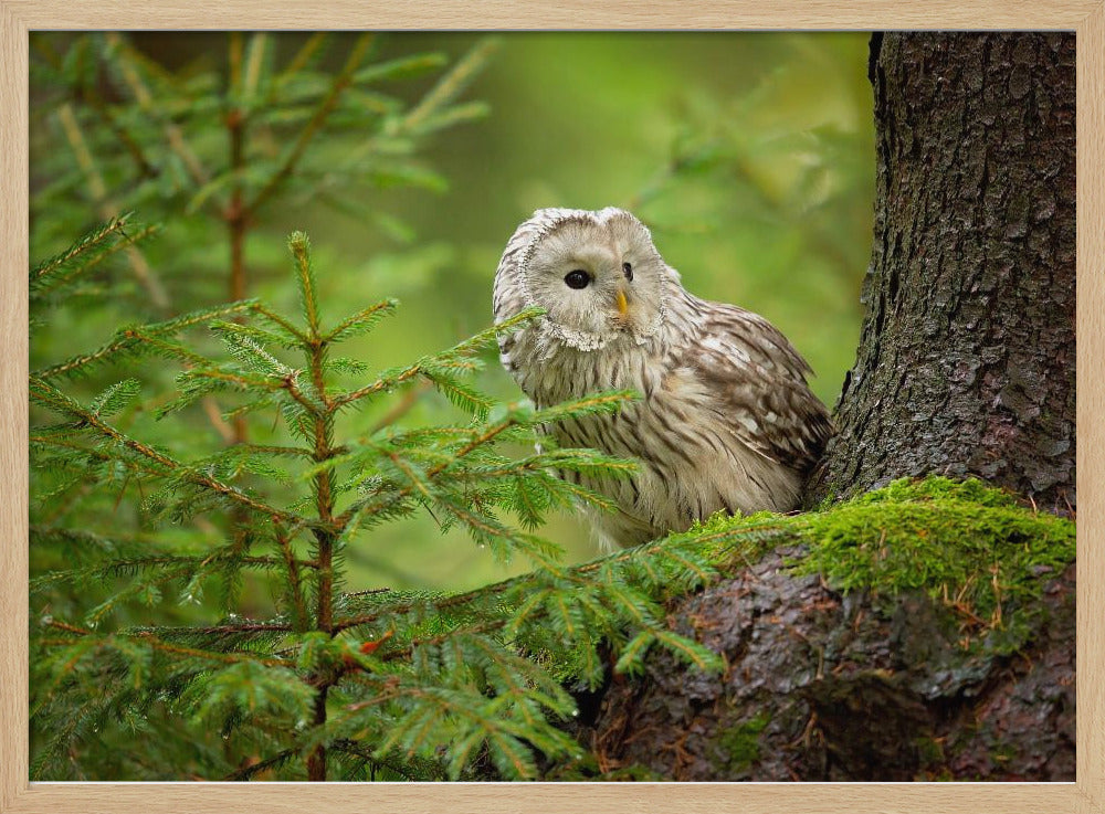 Ural Owl | Poster